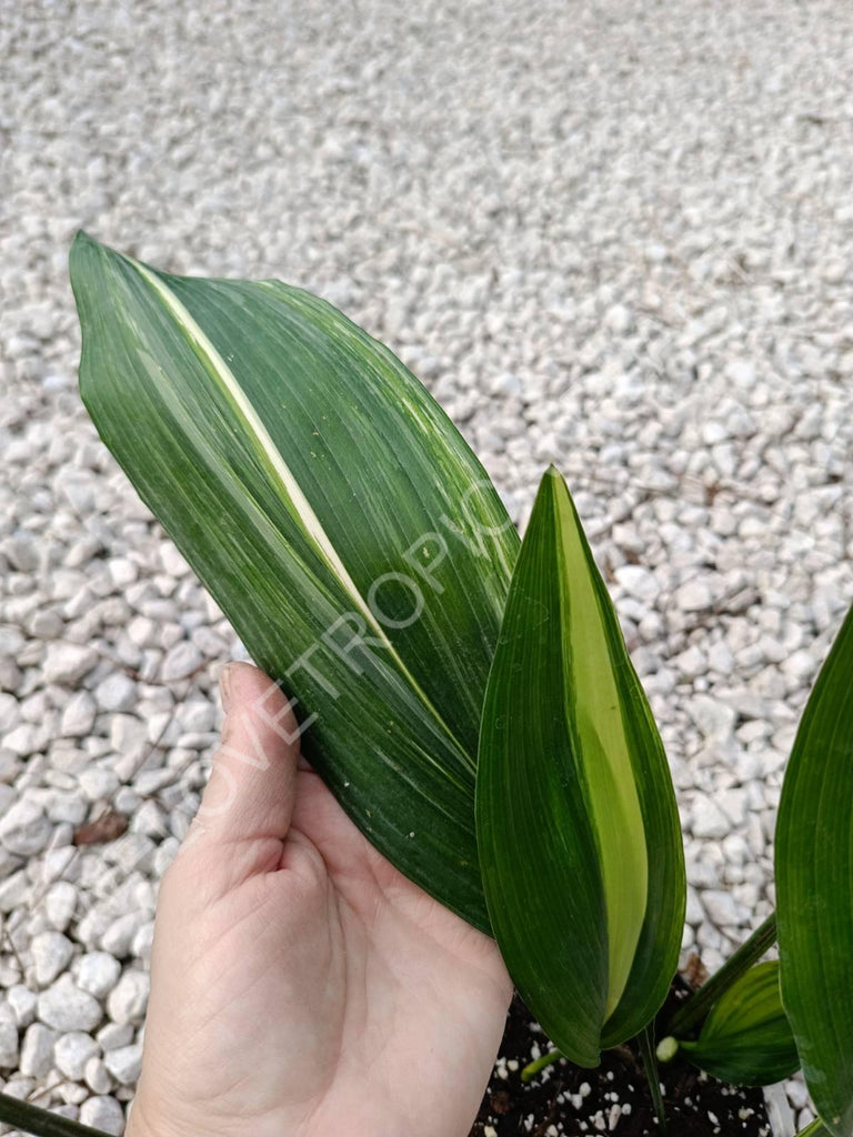 Aspidistra elatior variegata