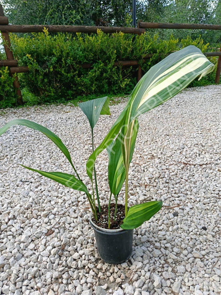 Aspidistra elatior variegata