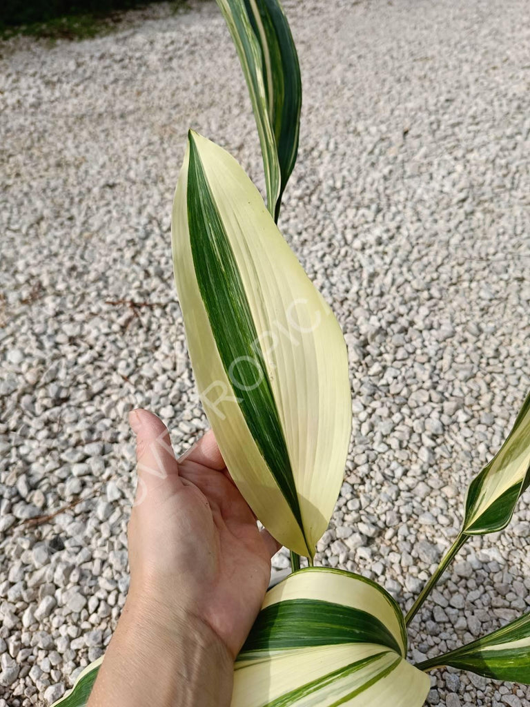 Aspidistra elatior variegata