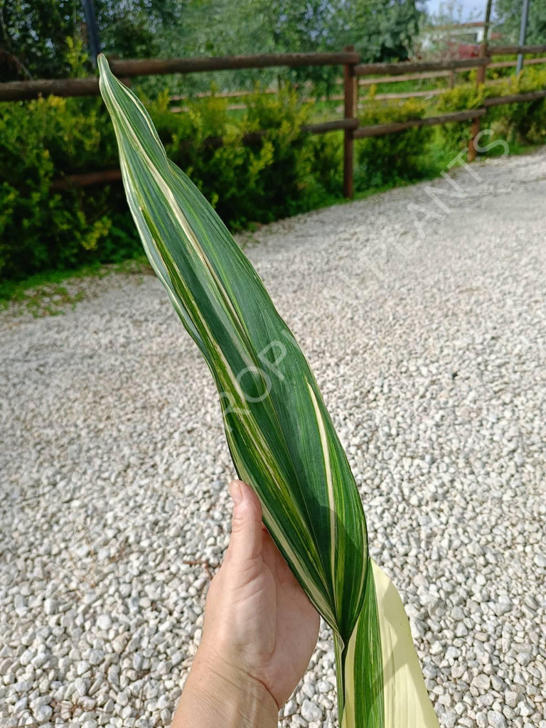 Aspidistra elatior variegata