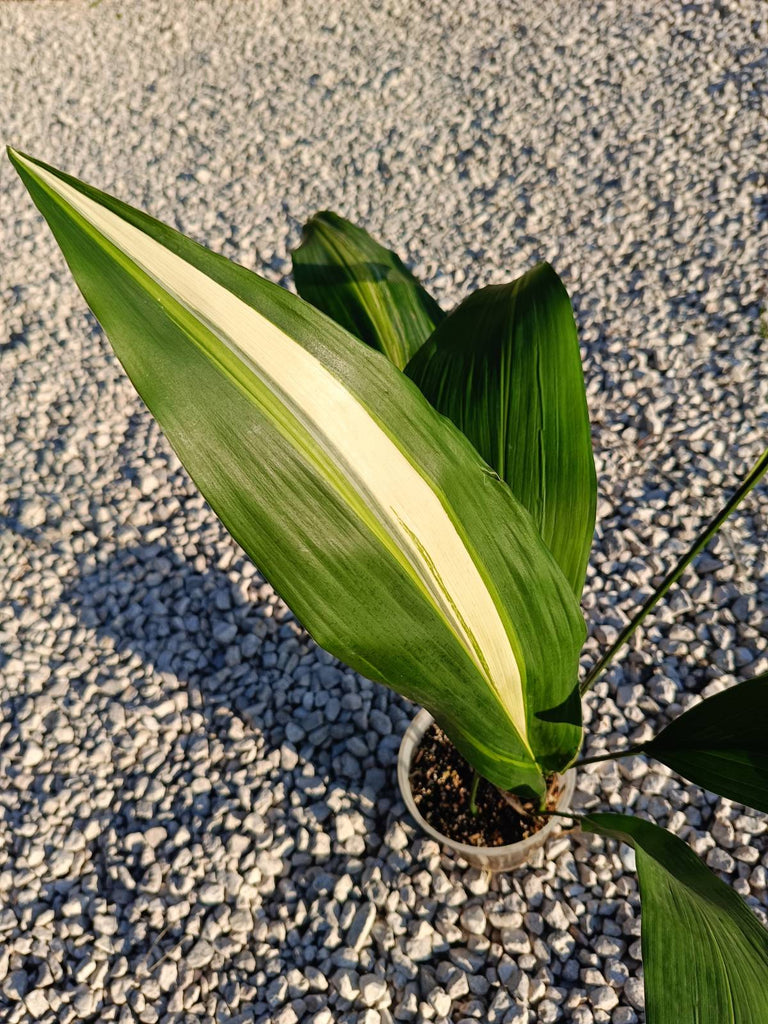 Aspidistra elatior variegata