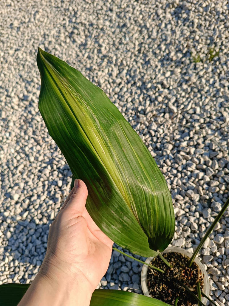 Aspidistra elatior variegata