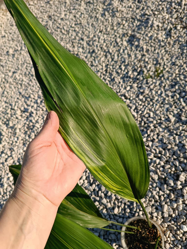 Aspidistra elatior variegata