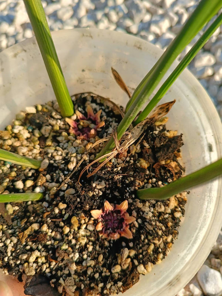 Aspidistra elatior variegata