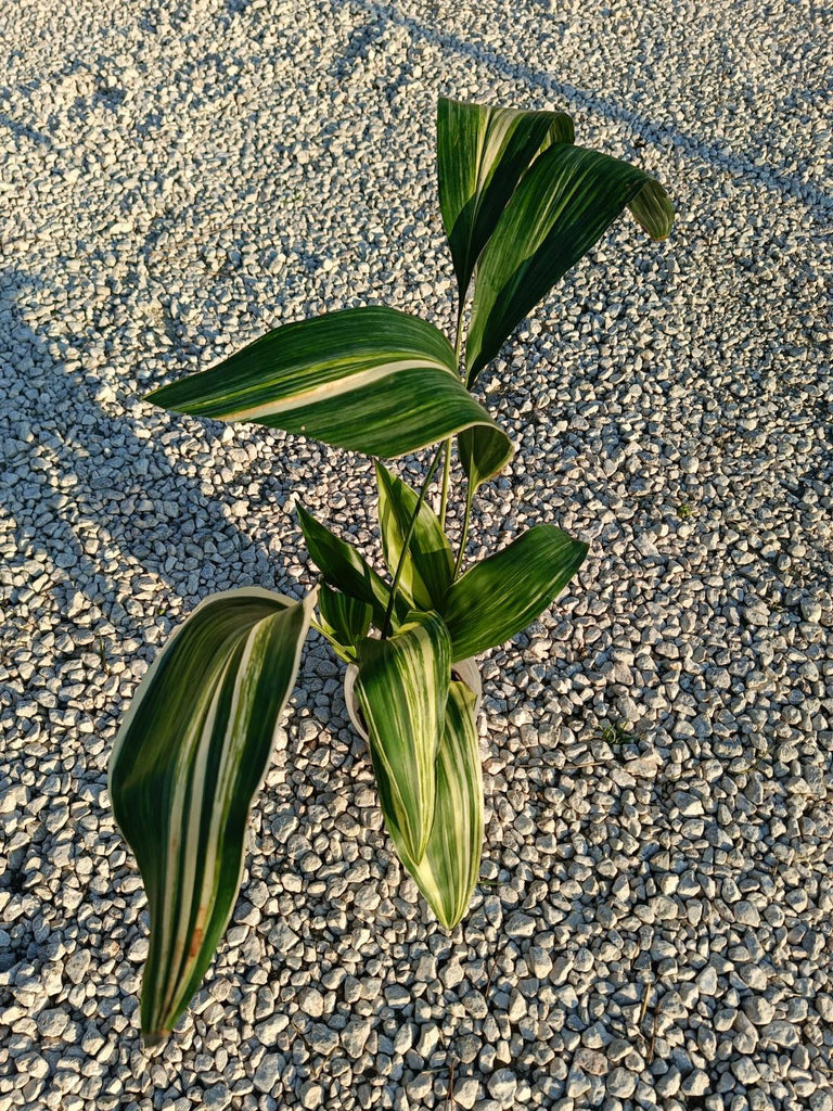 Aspidistra elatior variegata