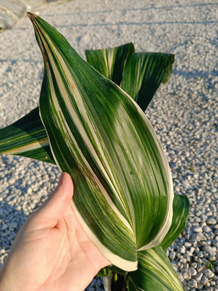 Aspidistra elatior variegata