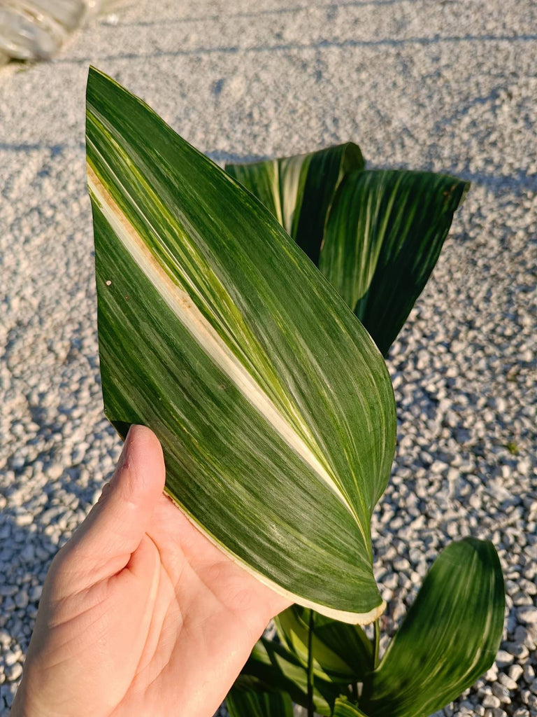 Aspidistra elatior variegata