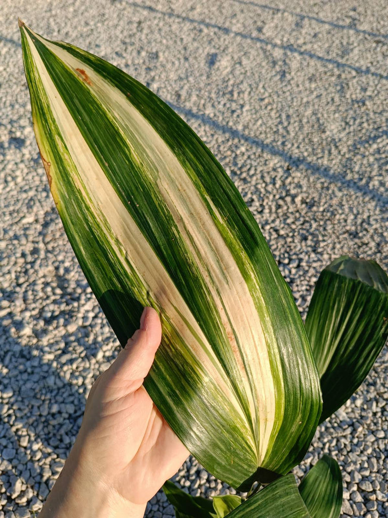 Aspidistra elatior variegata