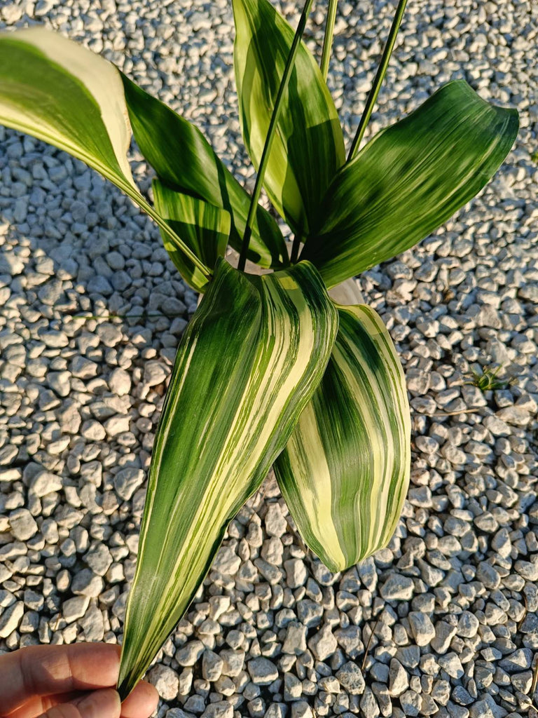 Aspidistra elatior variegata