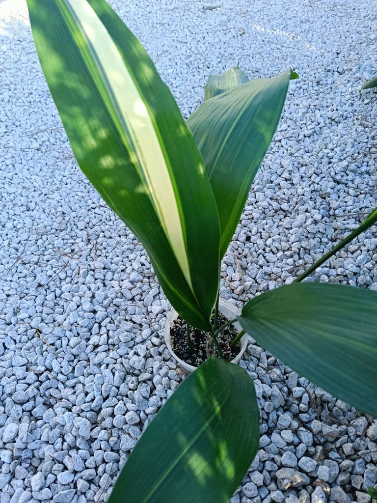 Aspidistra elatior variegata