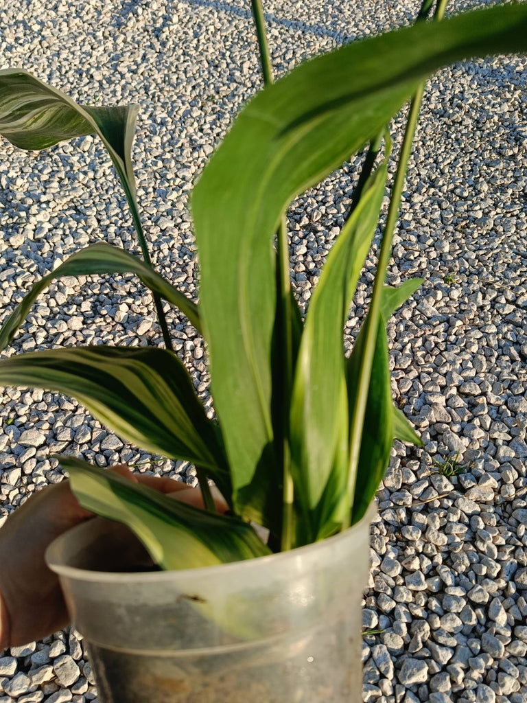 Aspidistra elatior variegata