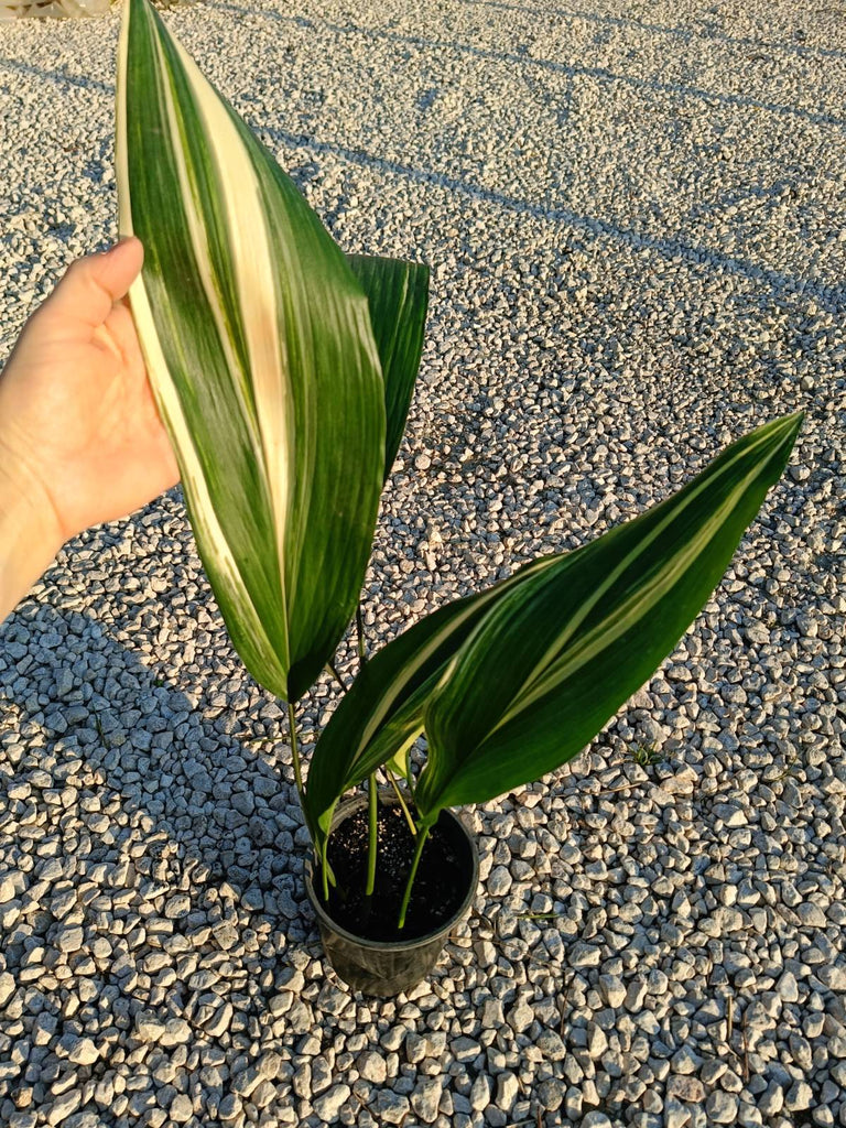 Aspidistra elatior variegata