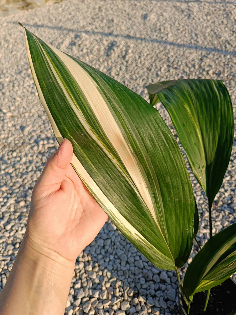 Aspidistra elatior variegata