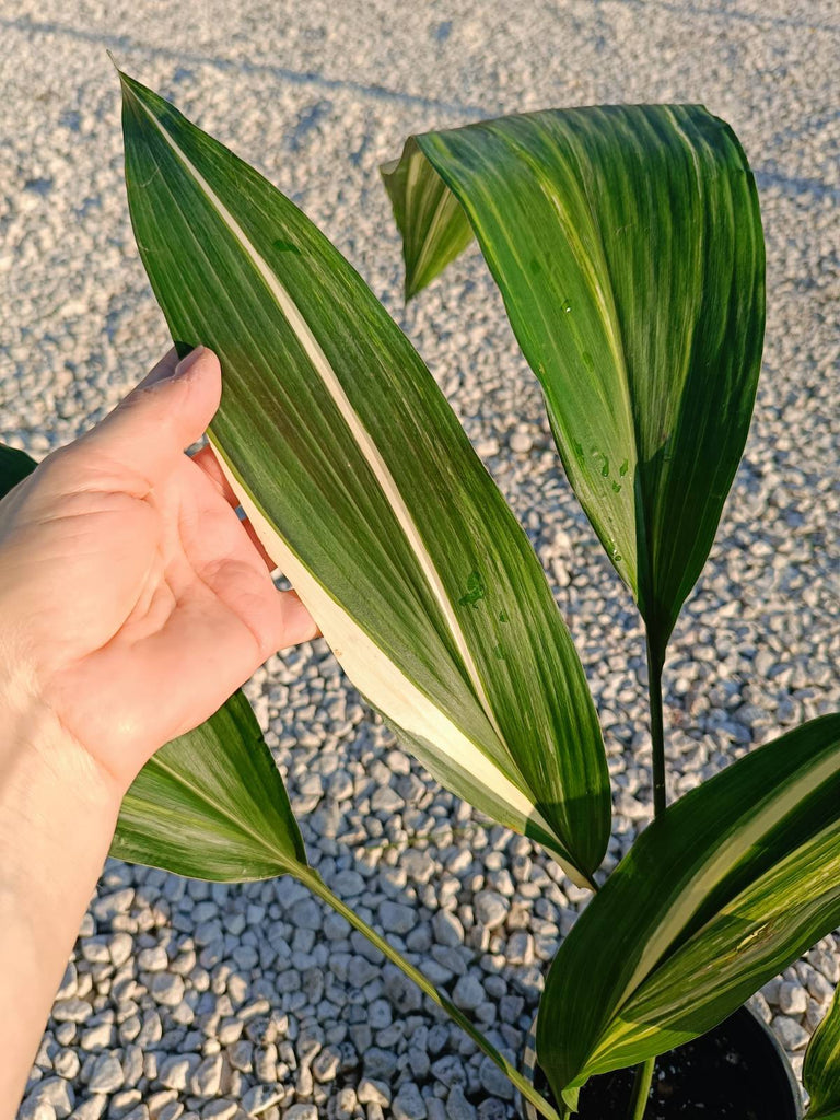 Aspidistra elatior variegata