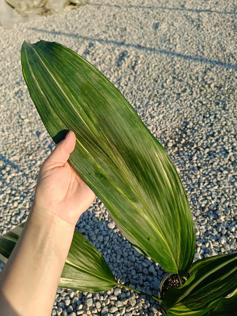 Aspidistra elatior variegata