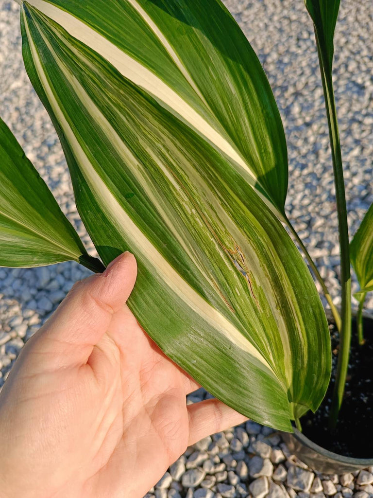 Aspidistra elatior variegata