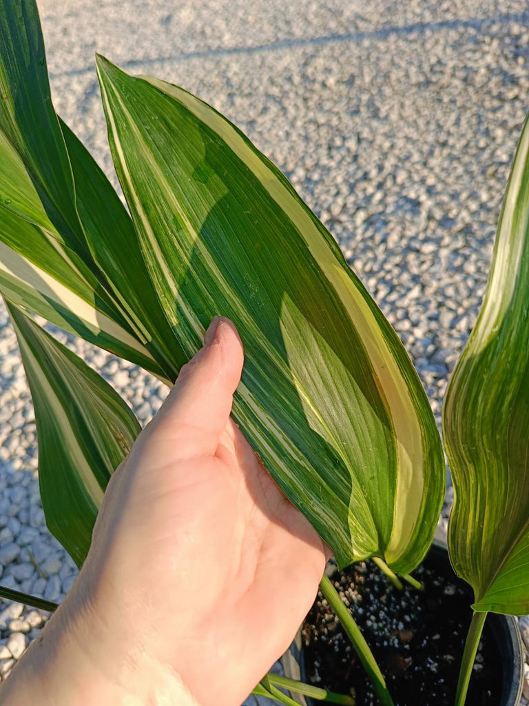 Aspidistra elatior variegata