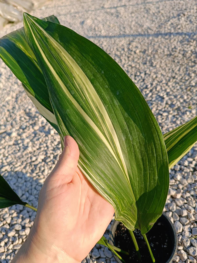 Aspidistra elatior variegata