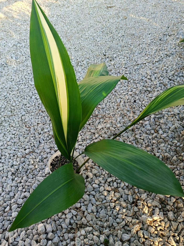 Aspidistra elatior variegata