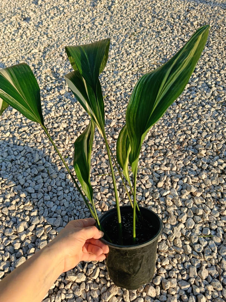 Aspidistra elatior variegata