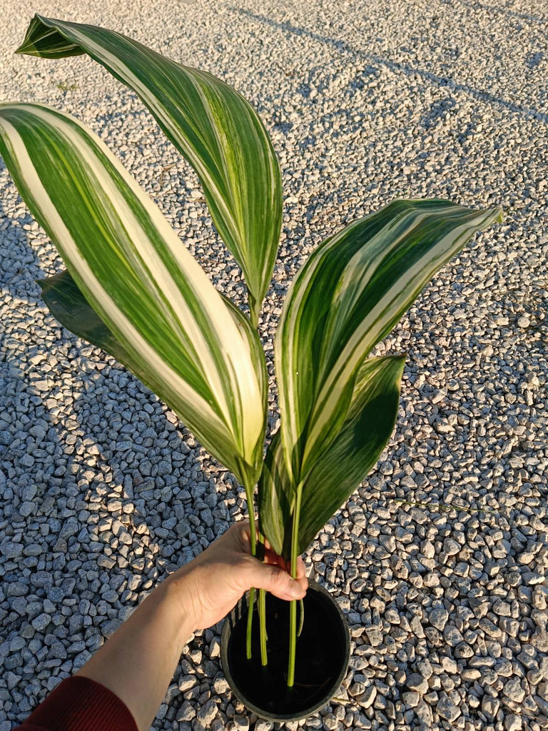 Aspidistra elatior variegata