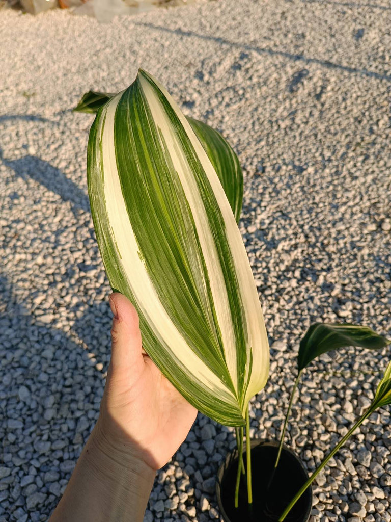 Aspidistra elatior variegata