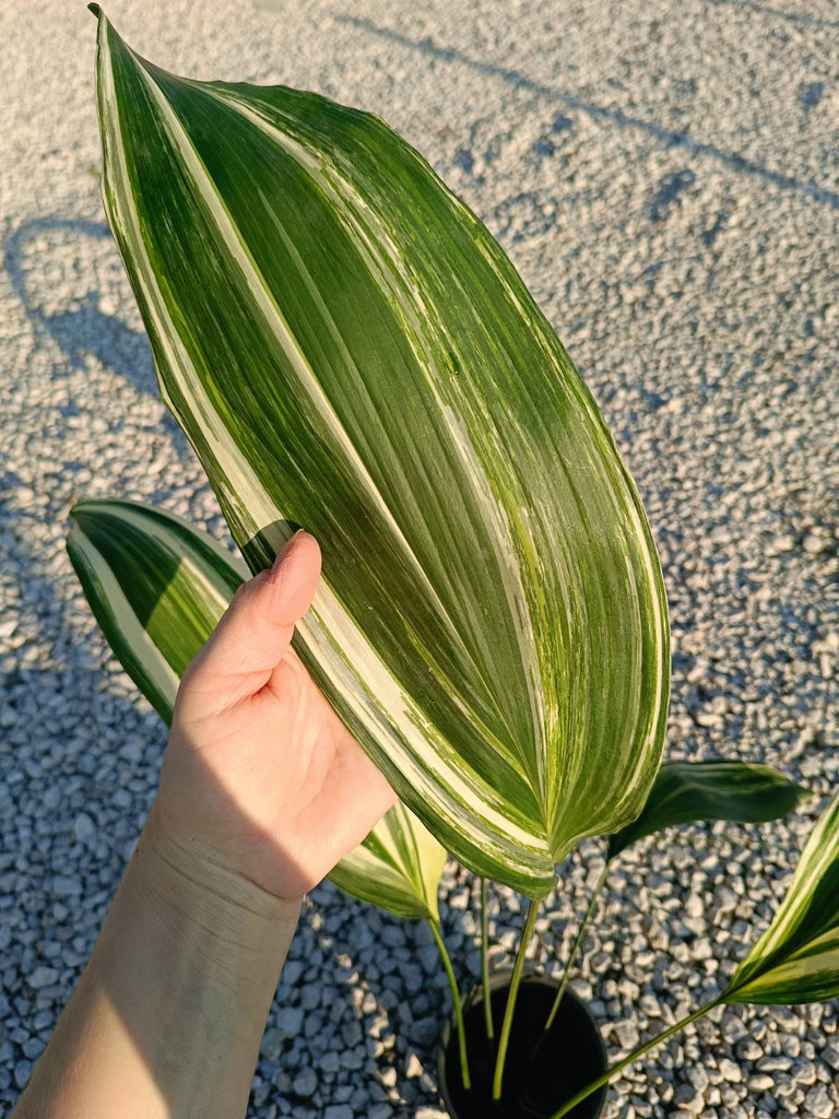 Aspidistra elatior variegata