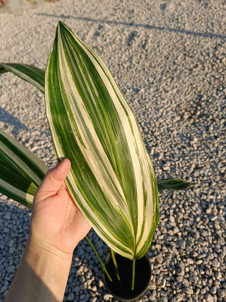 Aspidistra elatior variegata