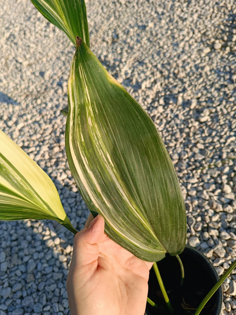 Aspidistra elatior variegata