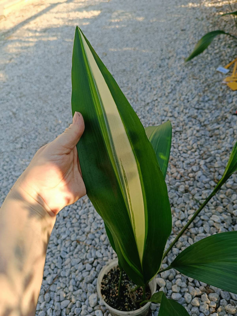 Aspidistra elatior variegata