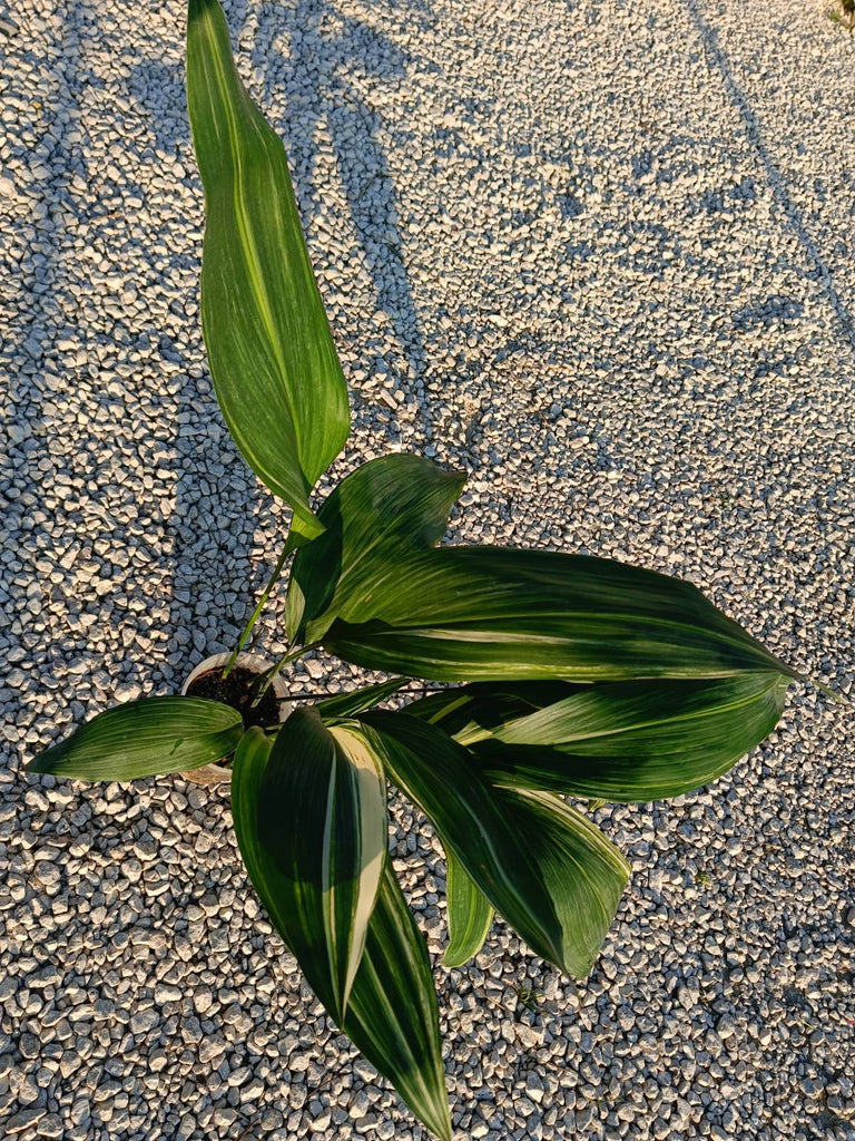 Aspidistra elatior variegata