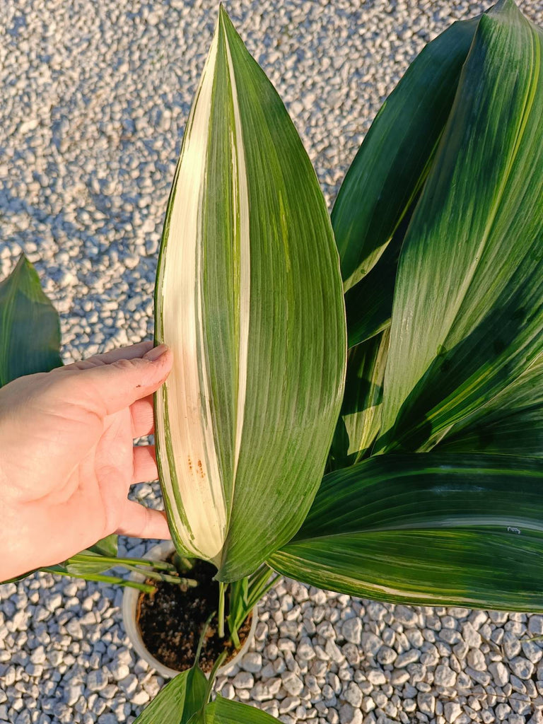 Aspidistra elatior variegata