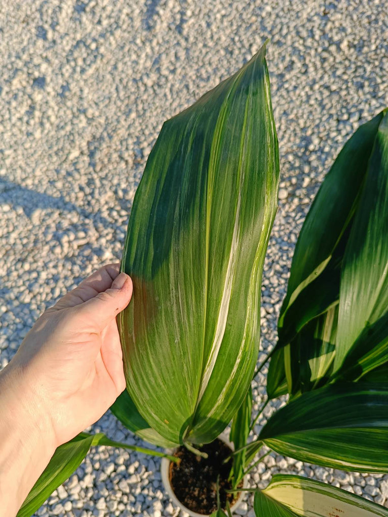 Aspidistra elatior variegata