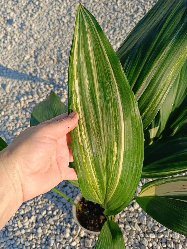 Aspidistra elatior variegata