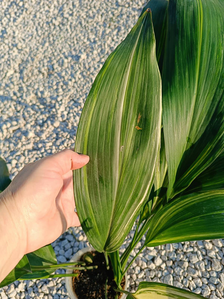 Aspidistra elatior variegata