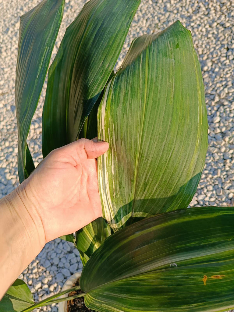 Aspidistra elatior variegata