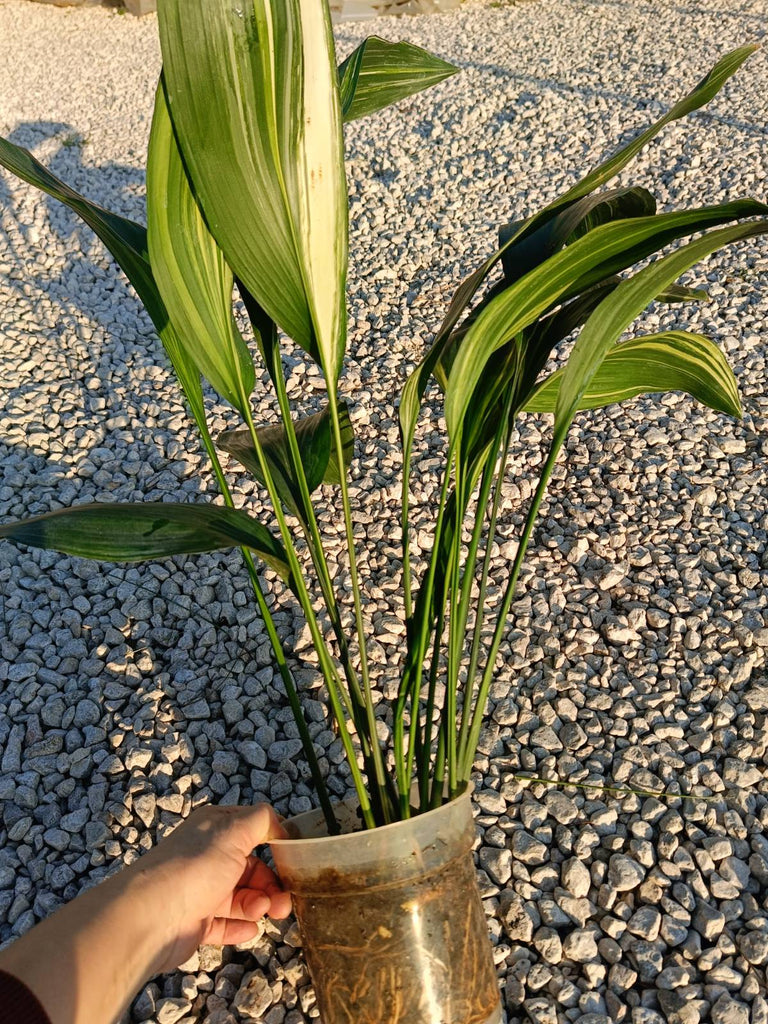 Aspidistra elatior variegata