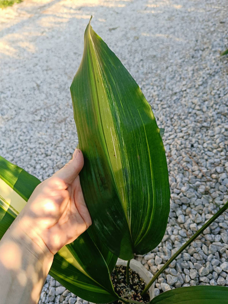 Aspidistra elatior variegata