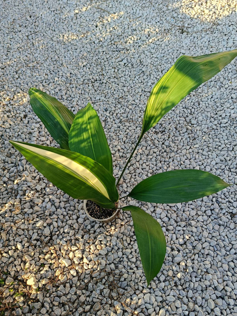 Aspidistra elatior variegata