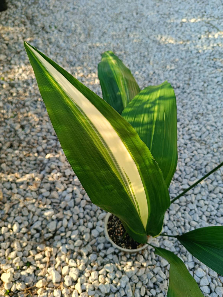 Aspidistra elatior variegata