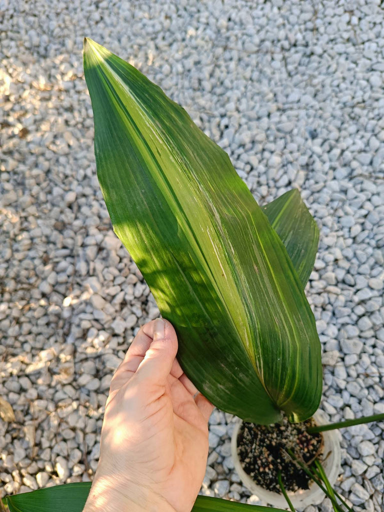 Aspidistra elatior variegata