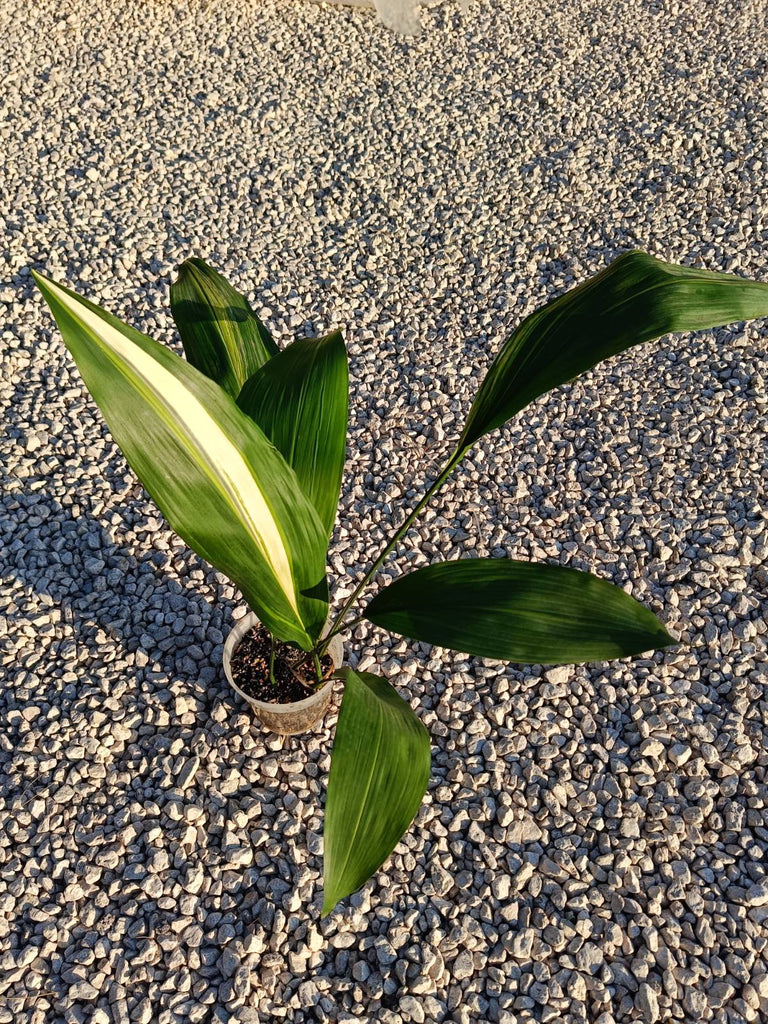 Aspidistra elatior variegata