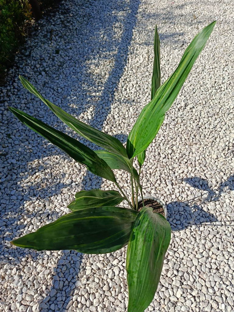 Aspidistra elatior variegata