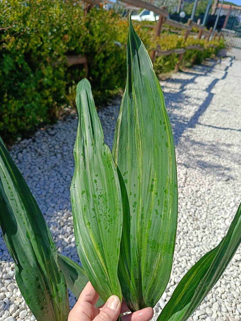 Aspidistra elatior variegata