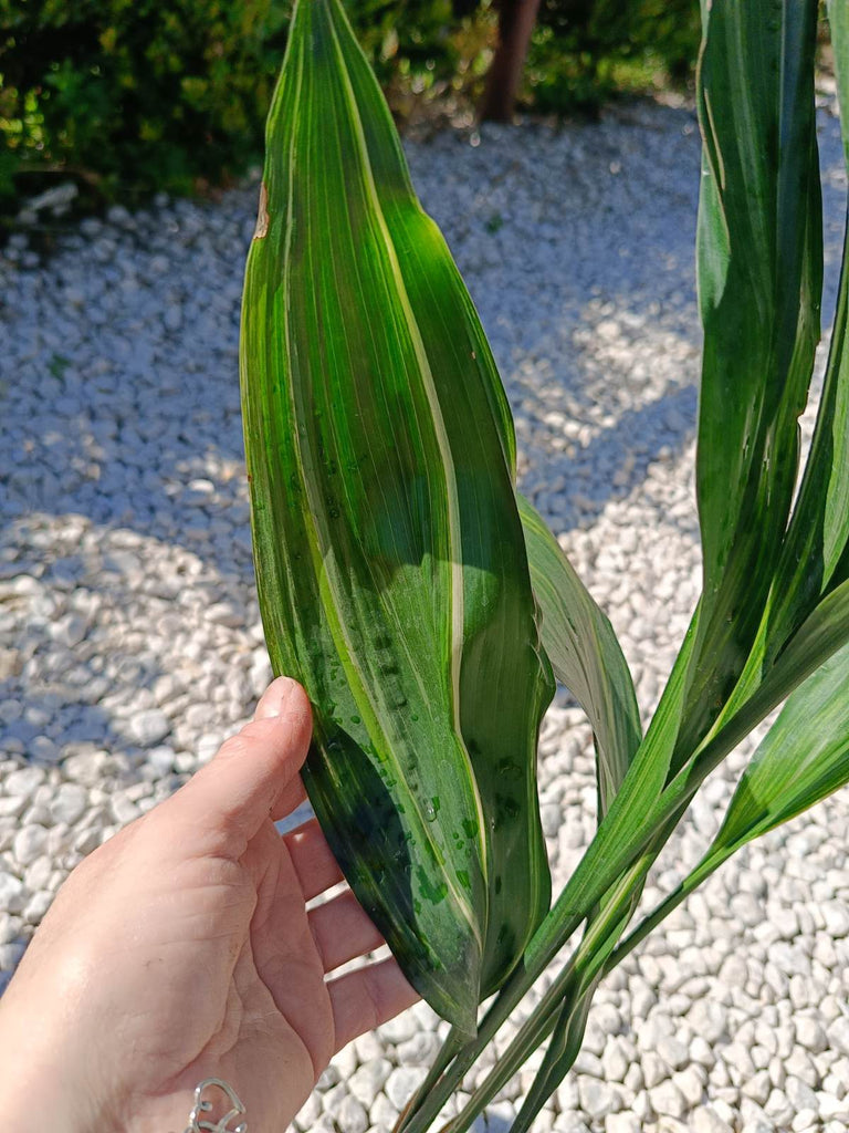 Aspidistra elatior variegata