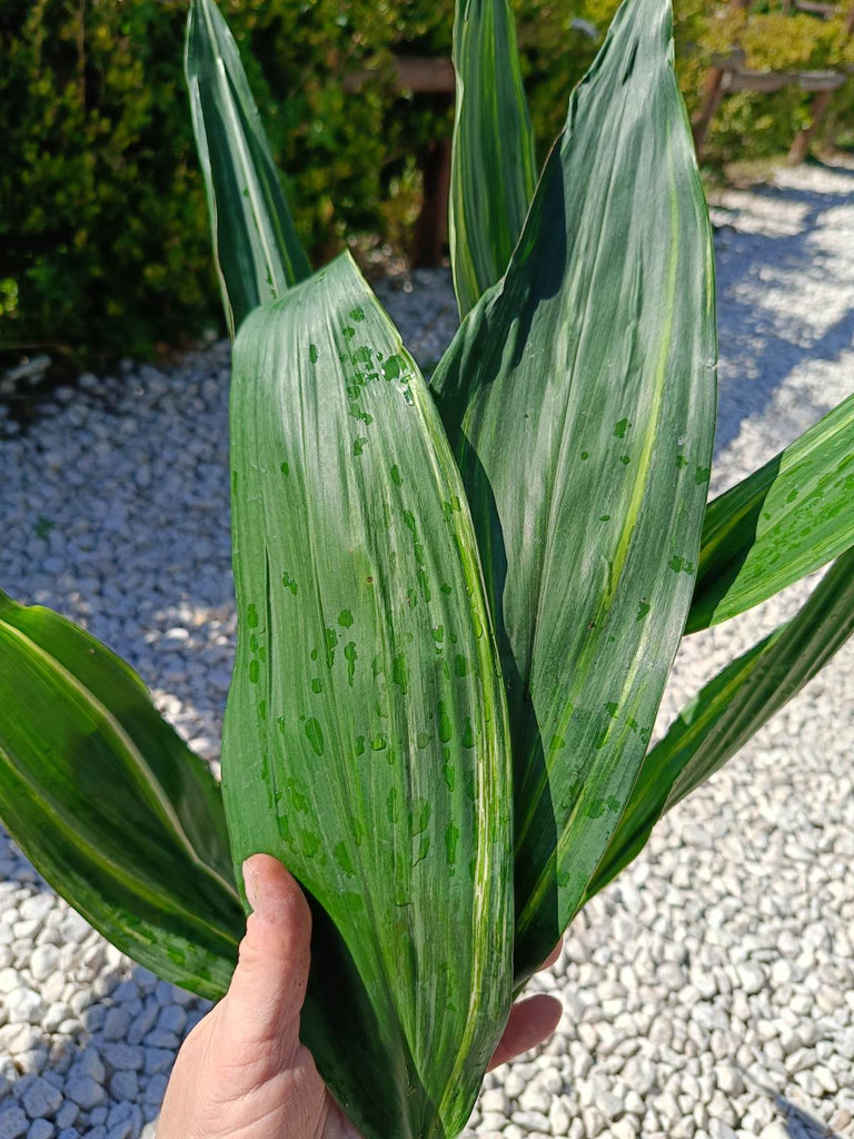 Aspidistra elatior variegata