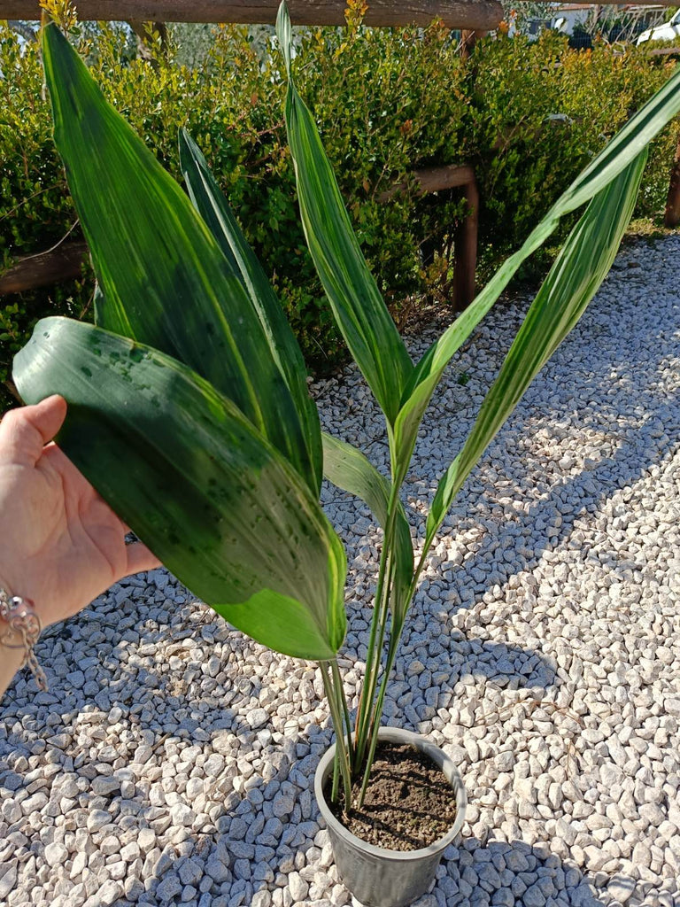 Aspidistra elatior variegata