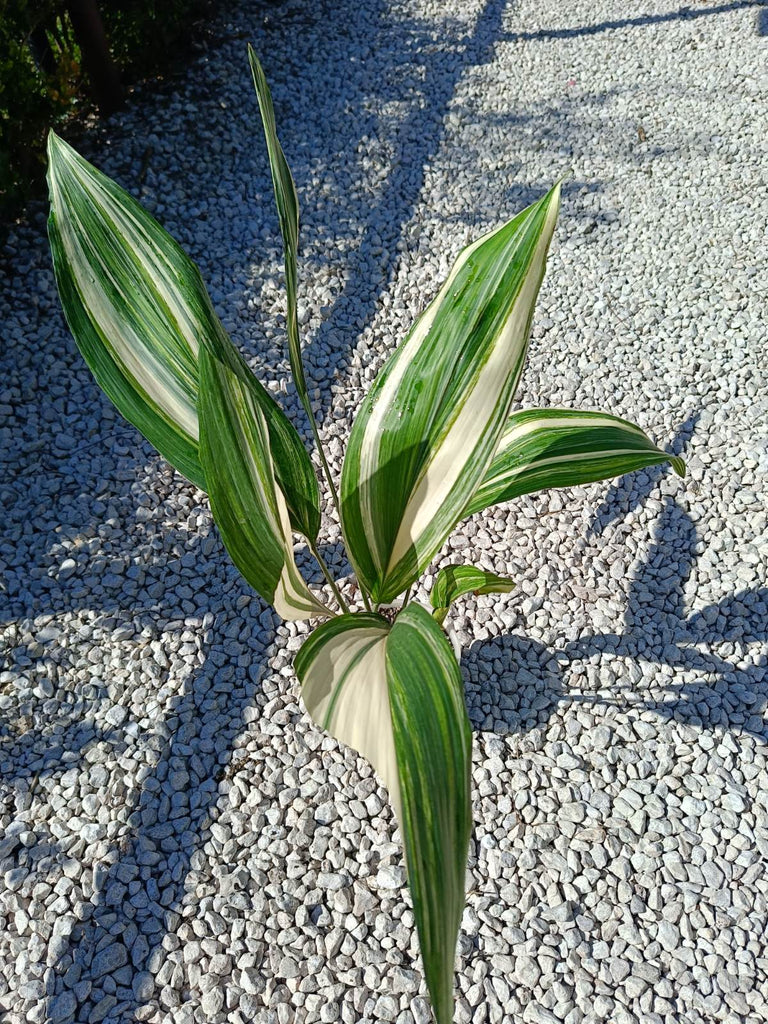 Aspidistra elatior variegata