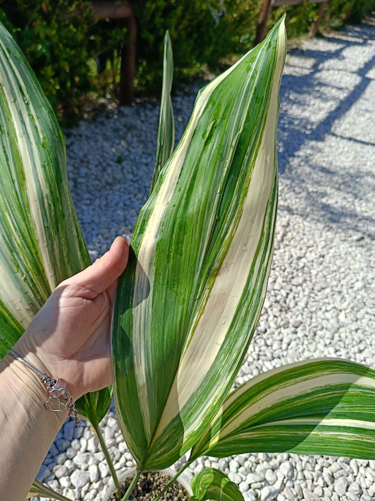 Aspidistra elatior variegata