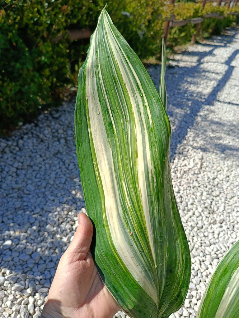 Aspidistra elatior variegata